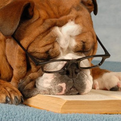BITW Bulldog with Glasses Reading