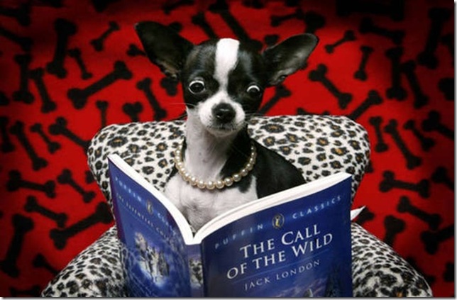 BITW Doggie Reading The Call of the Wild