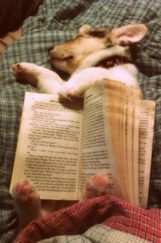 BITW Doggie sleeping under paperback