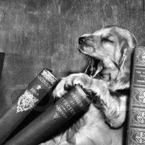BITW Dog Sleeping Among Books